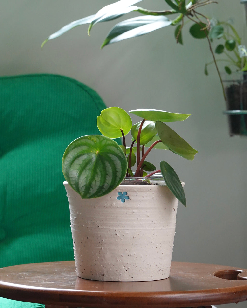 西瓜皮椒草 Peperomia Argyrei