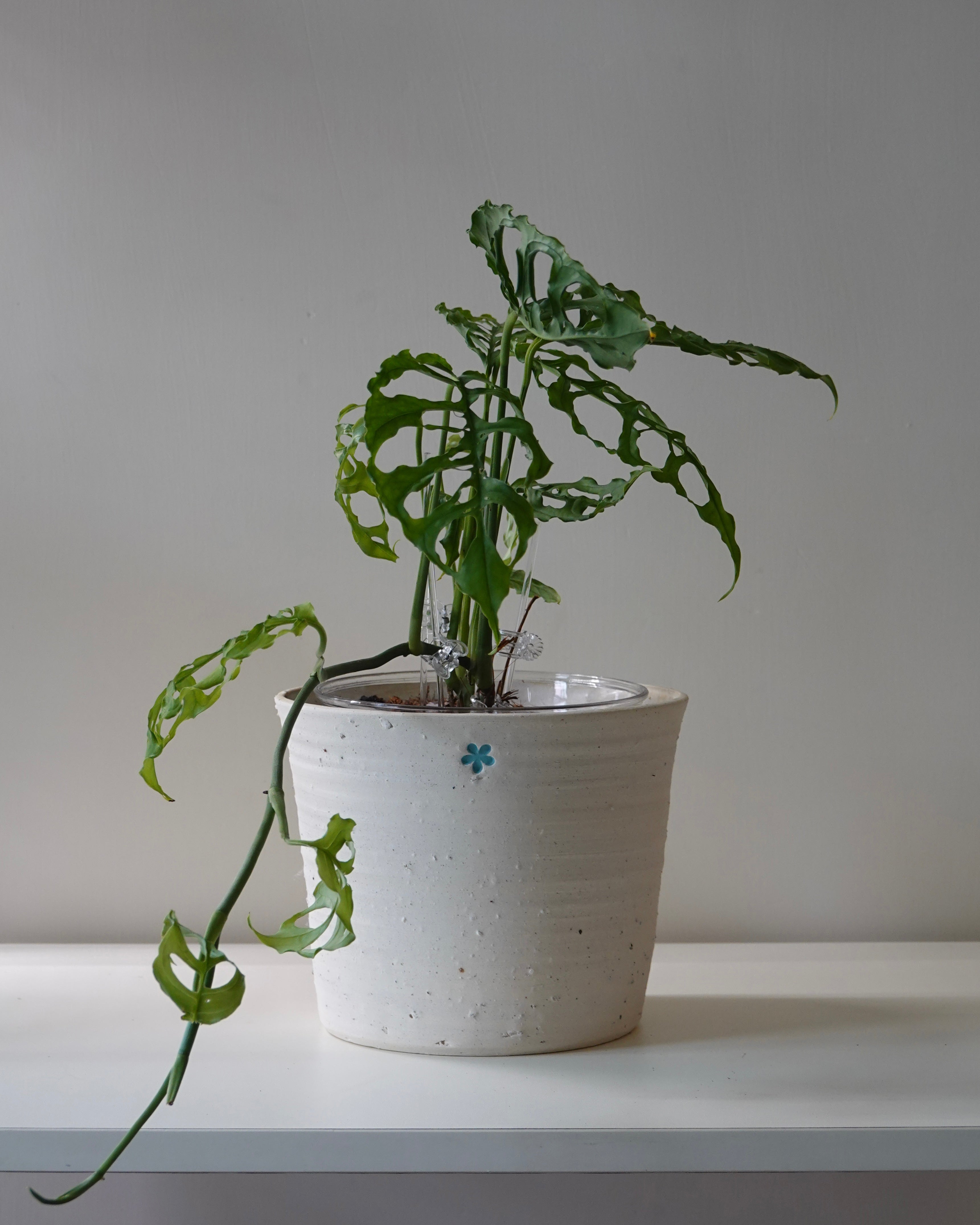 A full body image of Monstera obliqua Peru