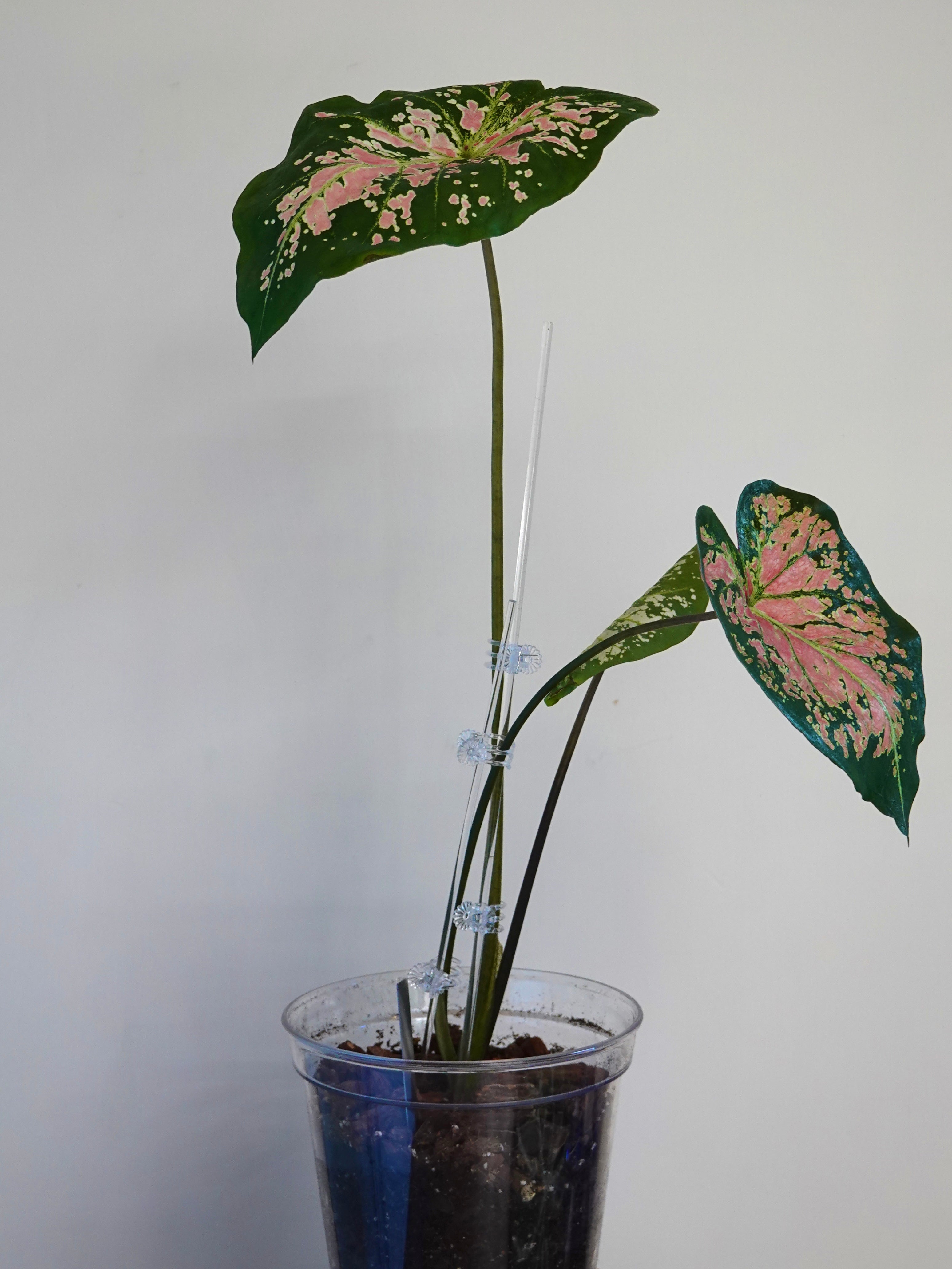 芭蕾舞鞋彩葉芋 Caladium Bicolor Ballet Slippers