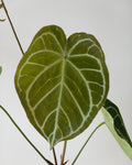 A Leaf of Anthurium Crystallinum 