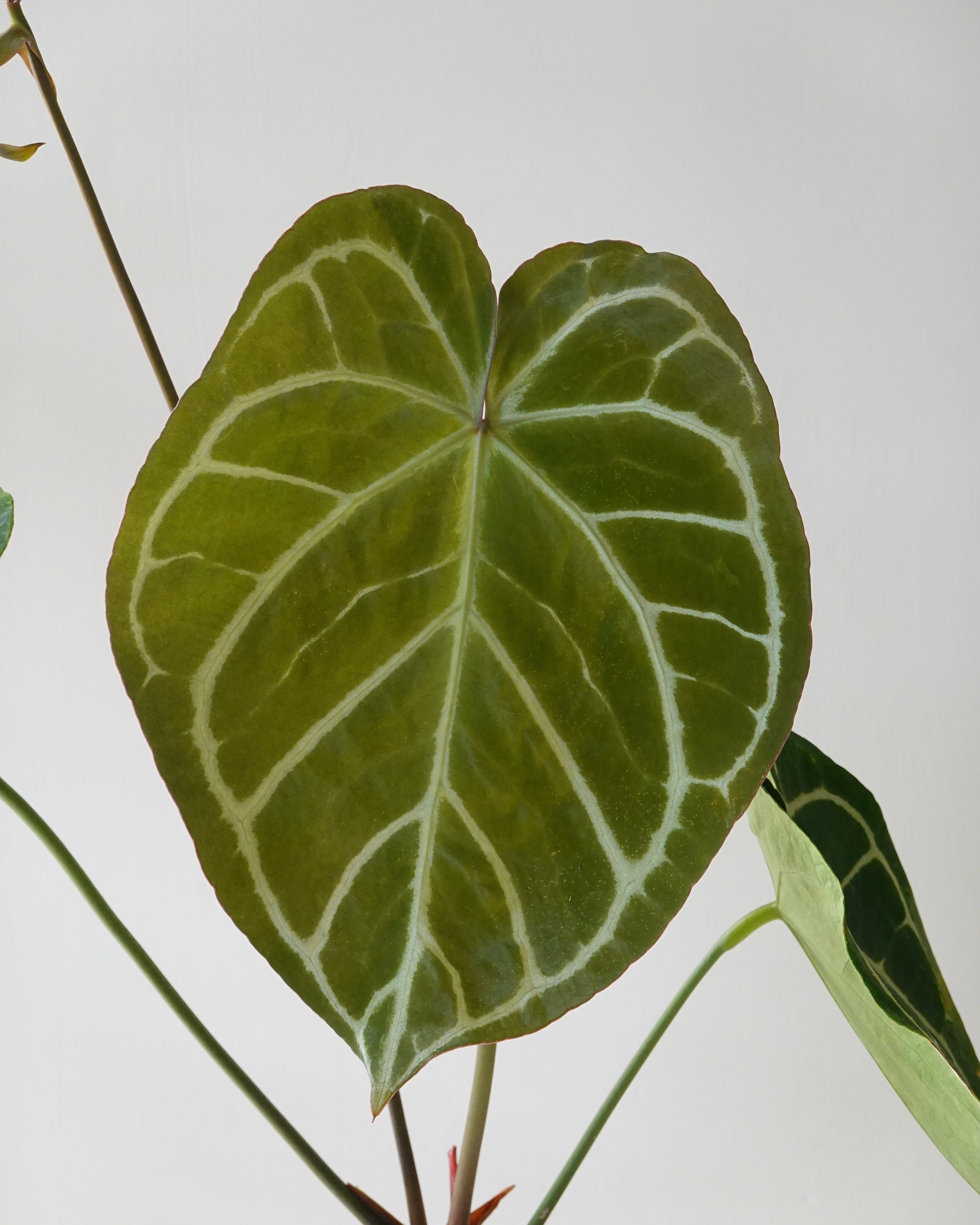 A Leaf of Anthurium Crystallinum 