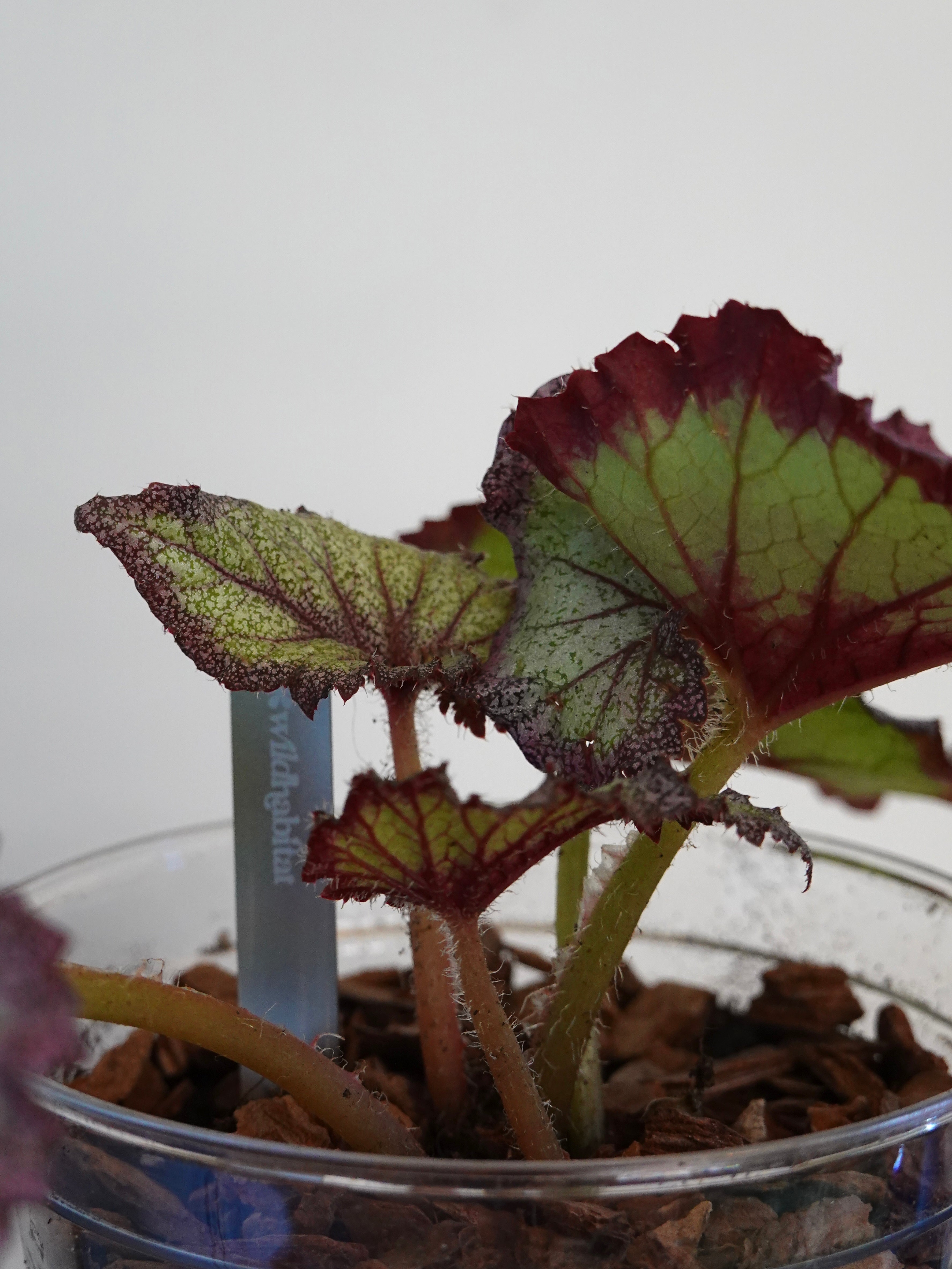 二月秋海棠 Begonia DS February