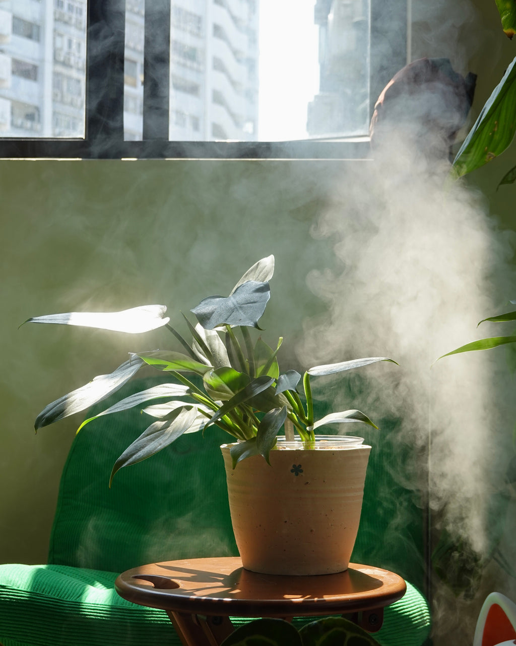 Philodendron Hastatum Silver Sword with glossy spear-shaped leaves