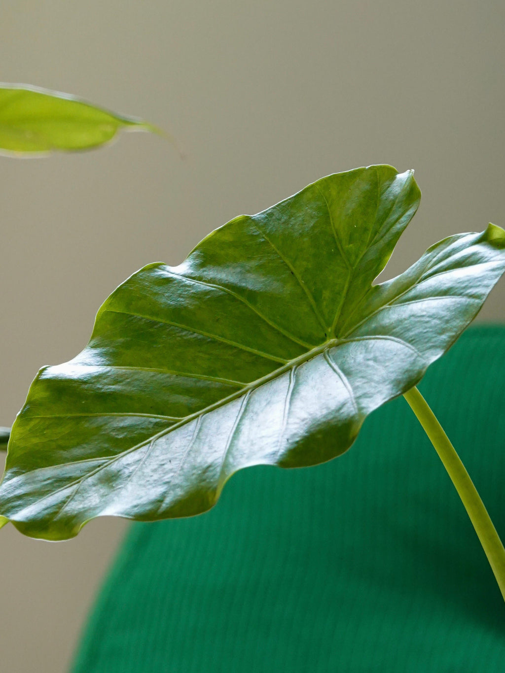 Alocasia Gageana Aurea
