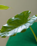 Alocasia Gageana Aurea