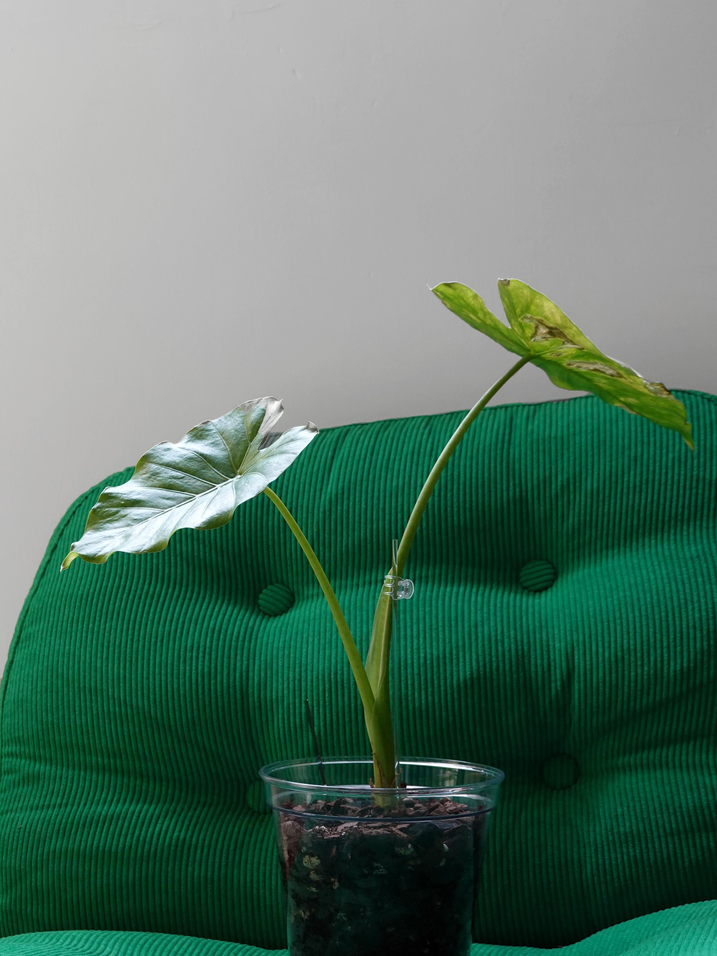 Alocasia Gageana Aurea