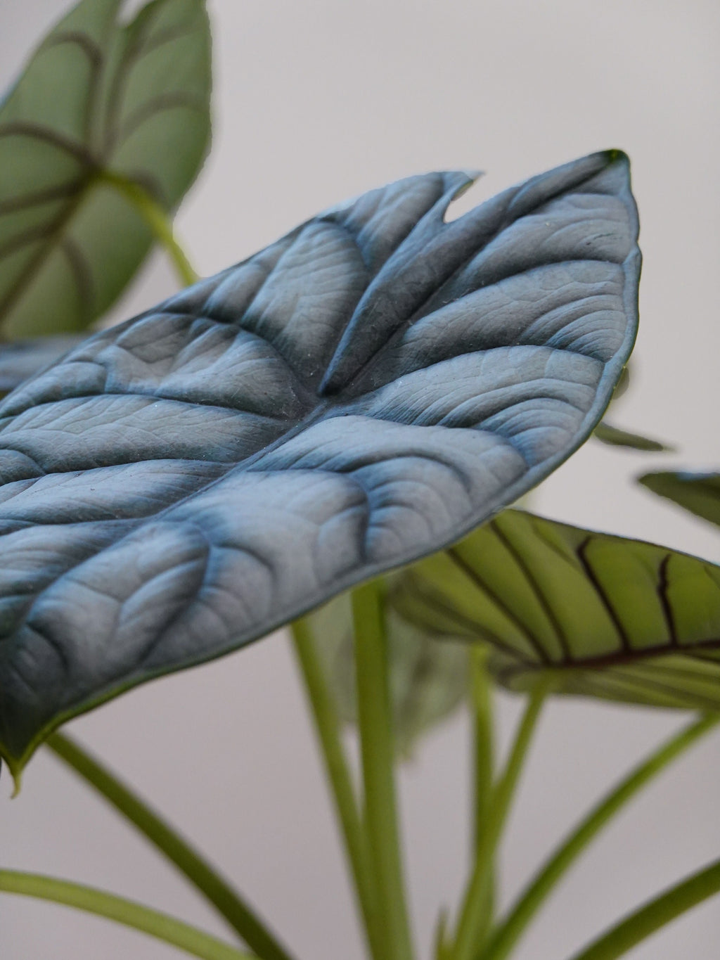 Alocasia Silver Dragon