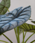 Alocasia Silver Dragon