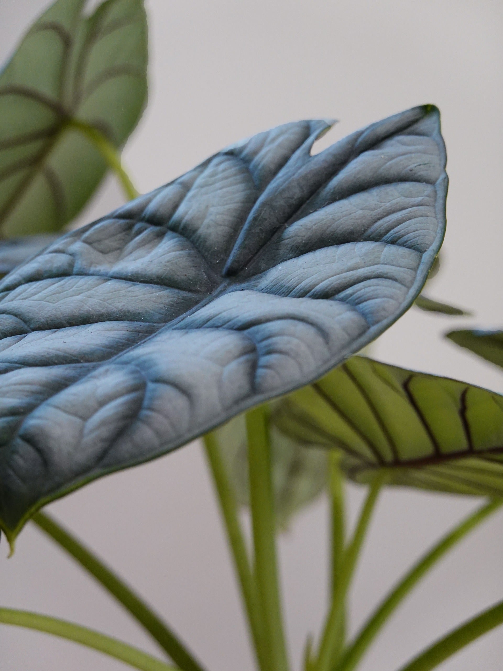 Alocasia Silver Dragon
