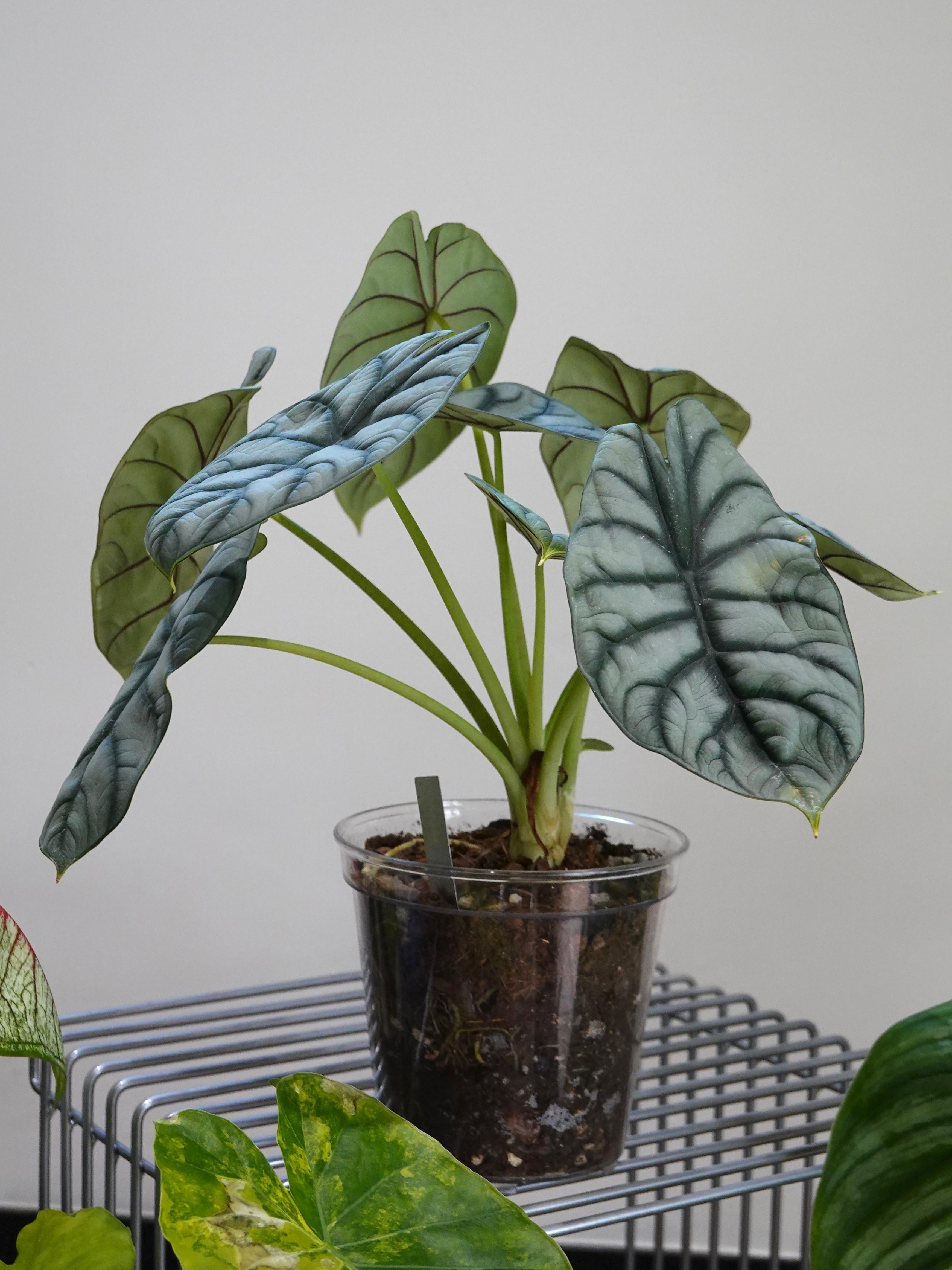Alocasia Silver Dragon