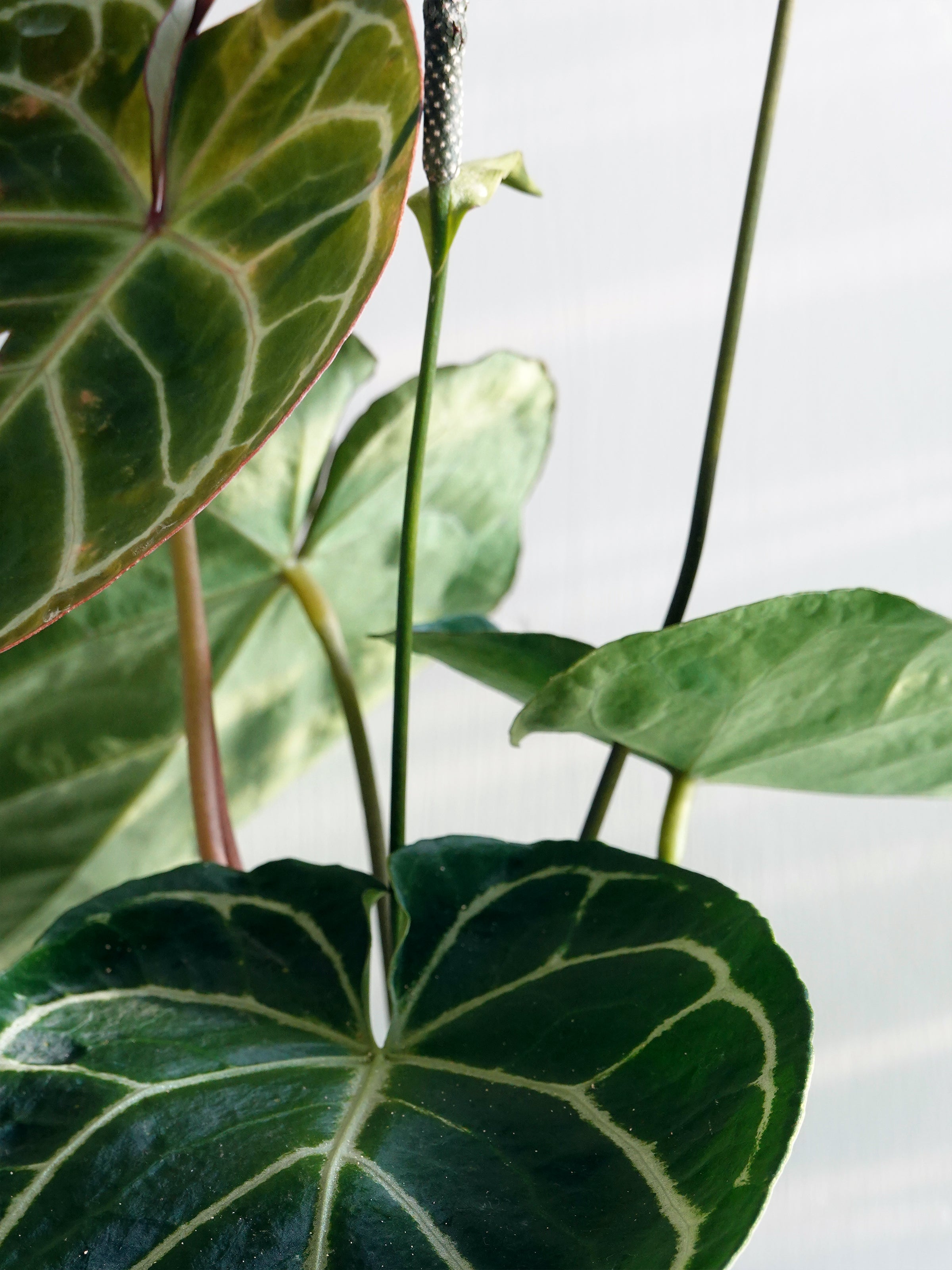 Anthurium Crystallinum