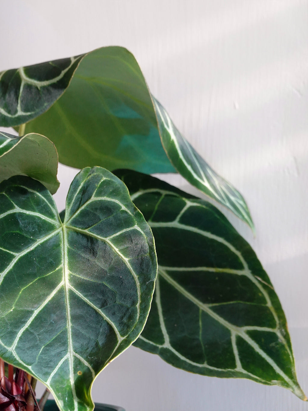 Anthurium Crystallinum