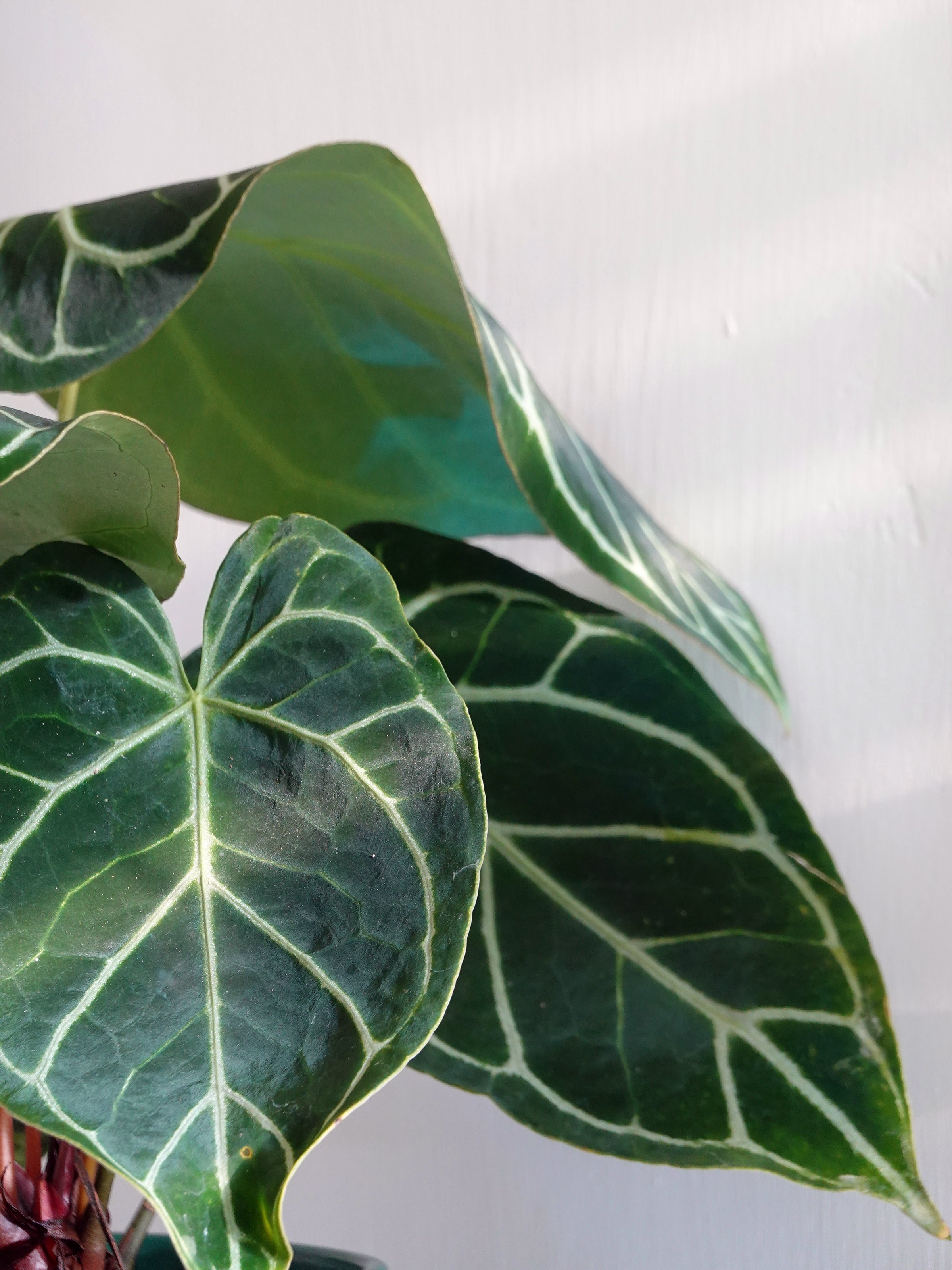 Anthurium Crystallinum