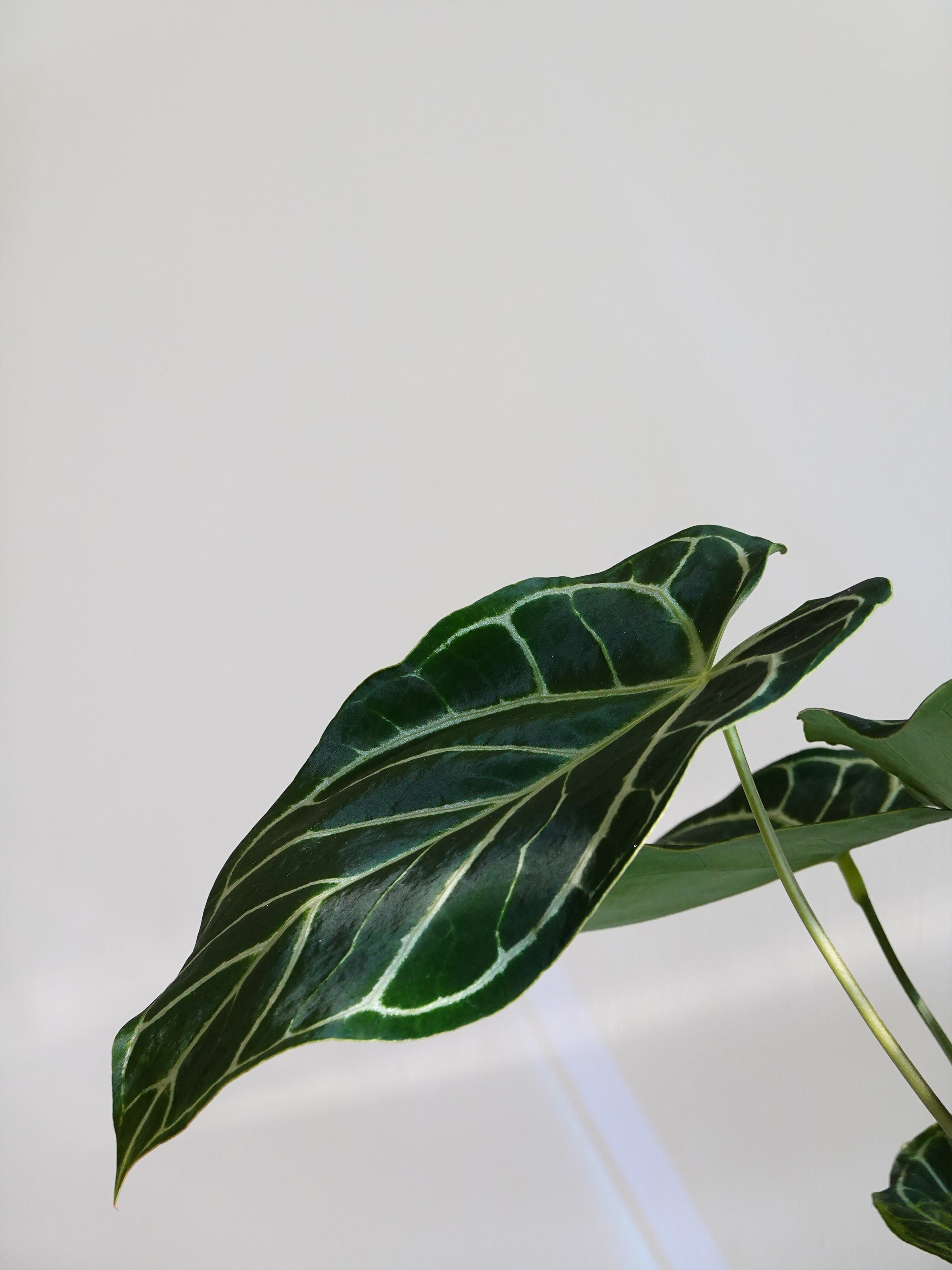 Anthurium Crystallinum