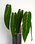 Anthurium Warocqueanum