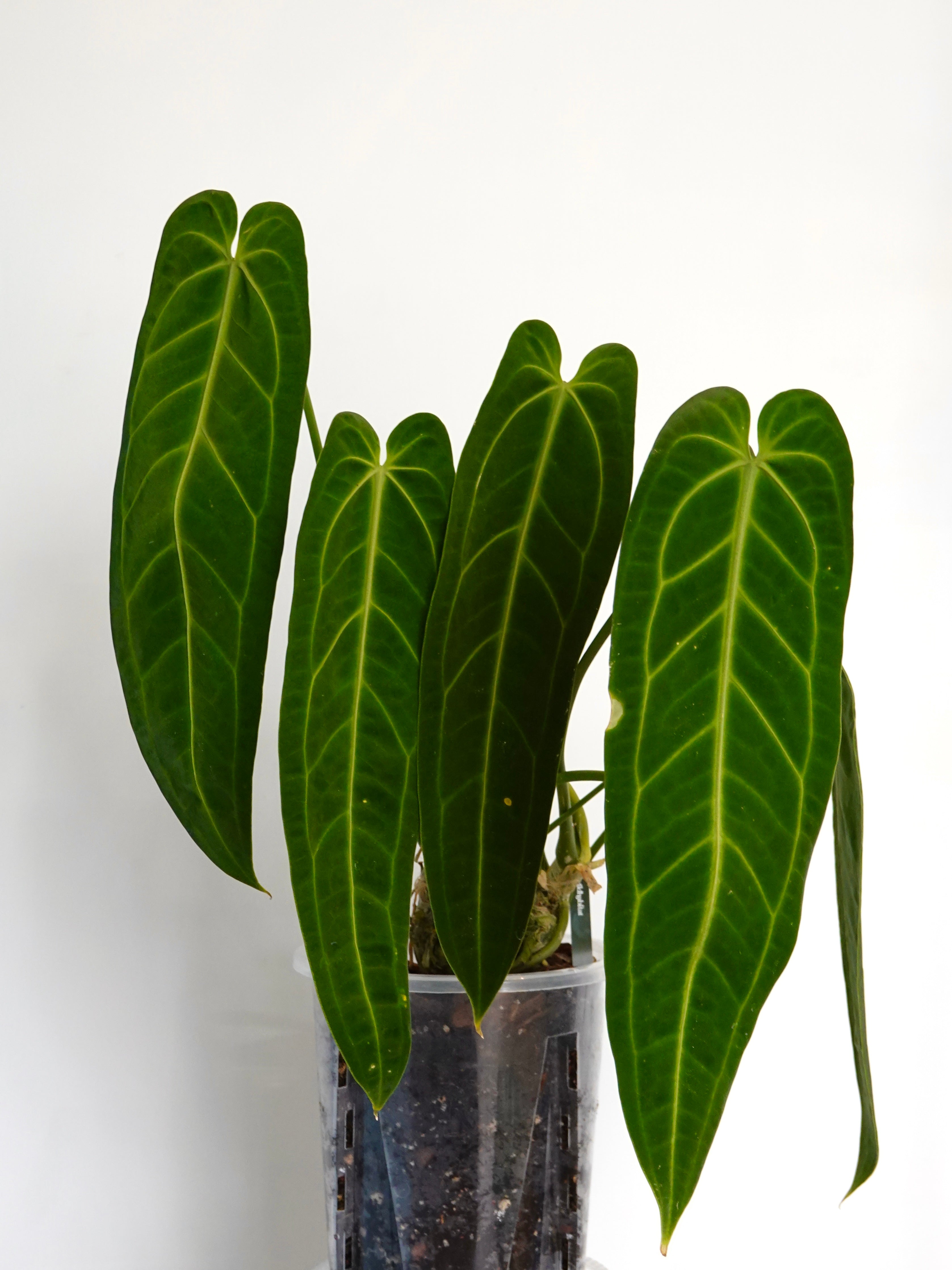 Anthurium Warocqueanum