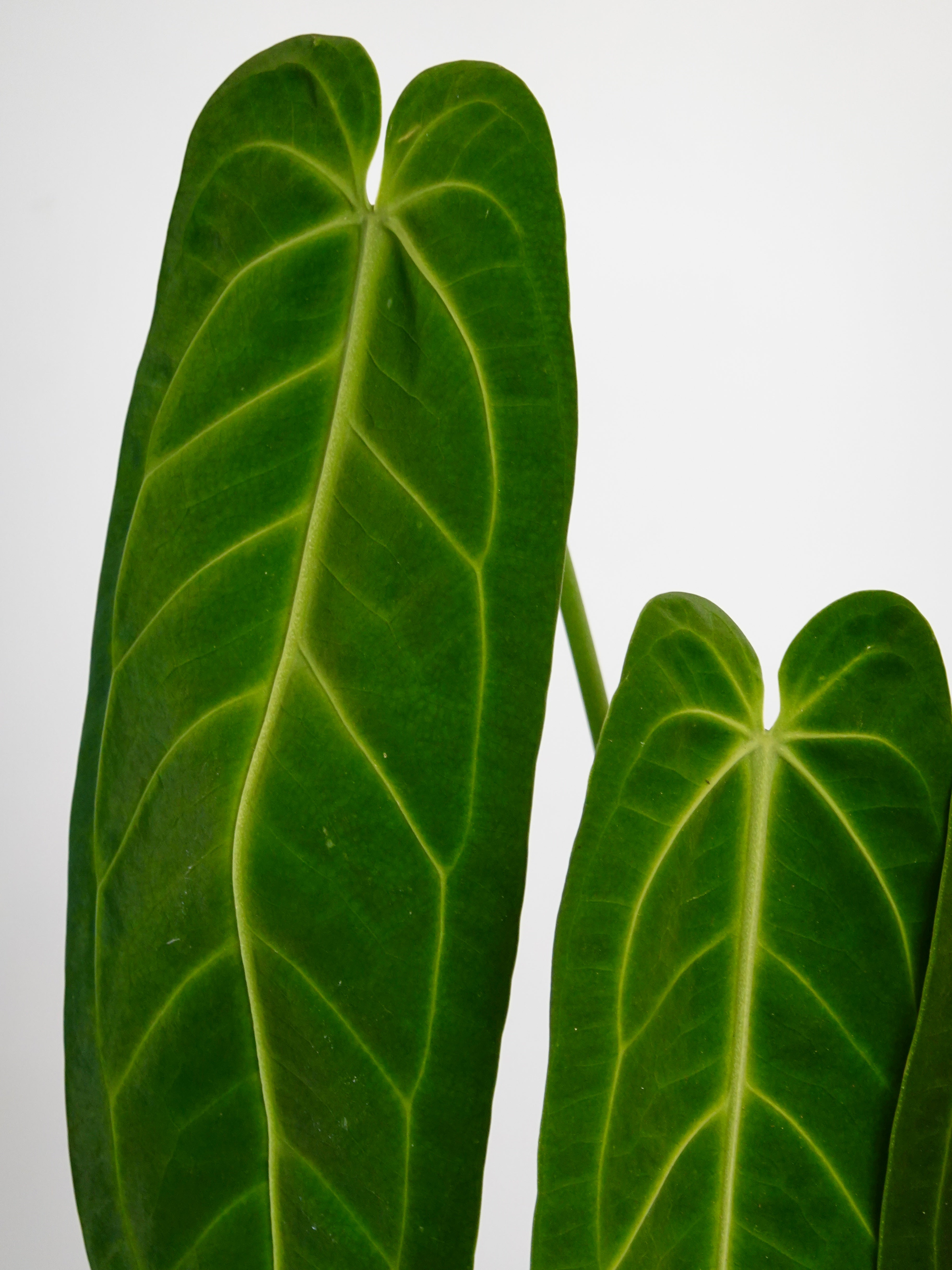 Anthurium Warocqueanum