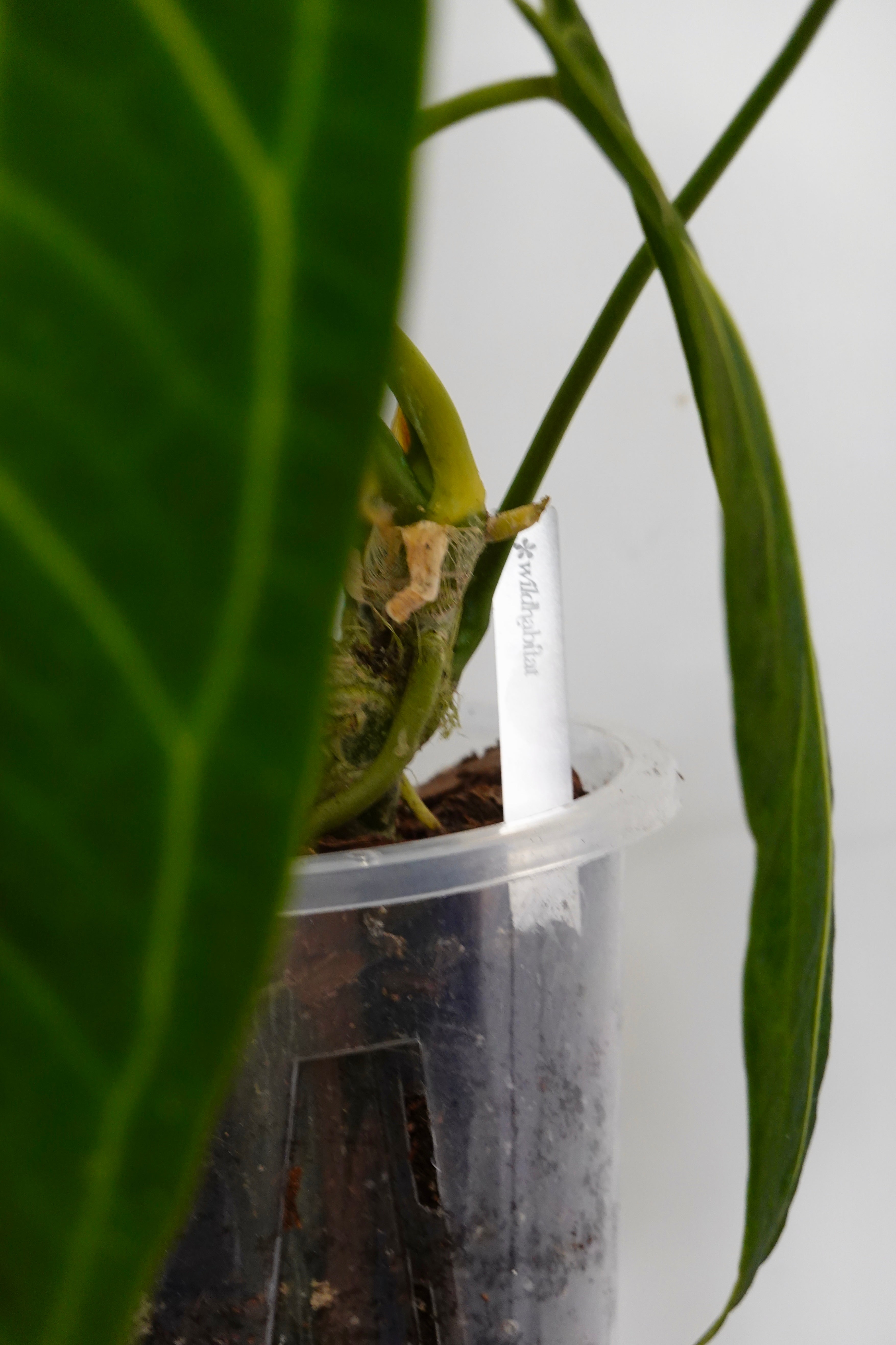 Anthurium Warocqueanum