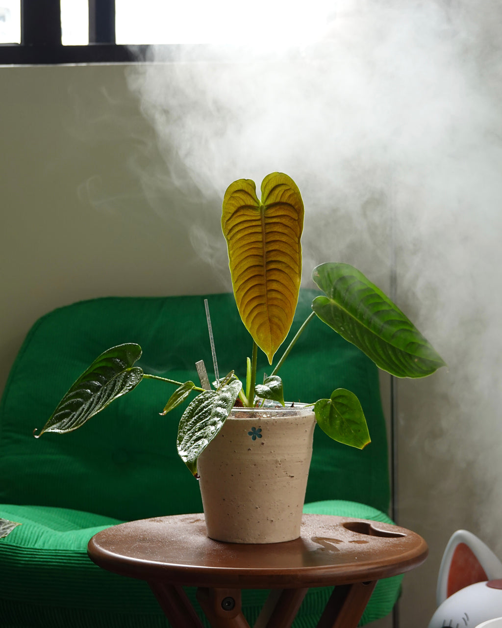 Anthurium Veitchii King with elongated wavy leaves