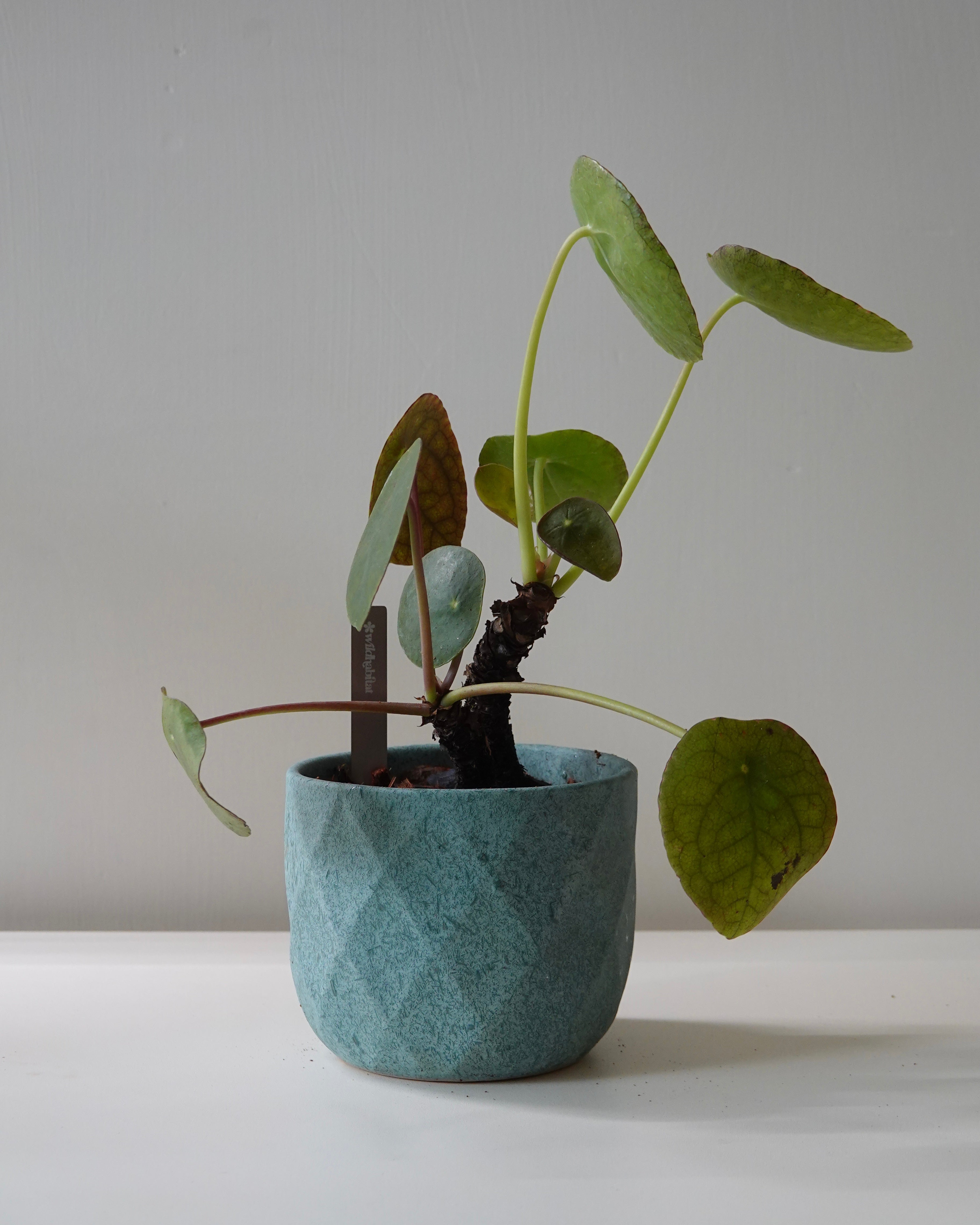 Pilea Peperomioides with blue ceramic pot 