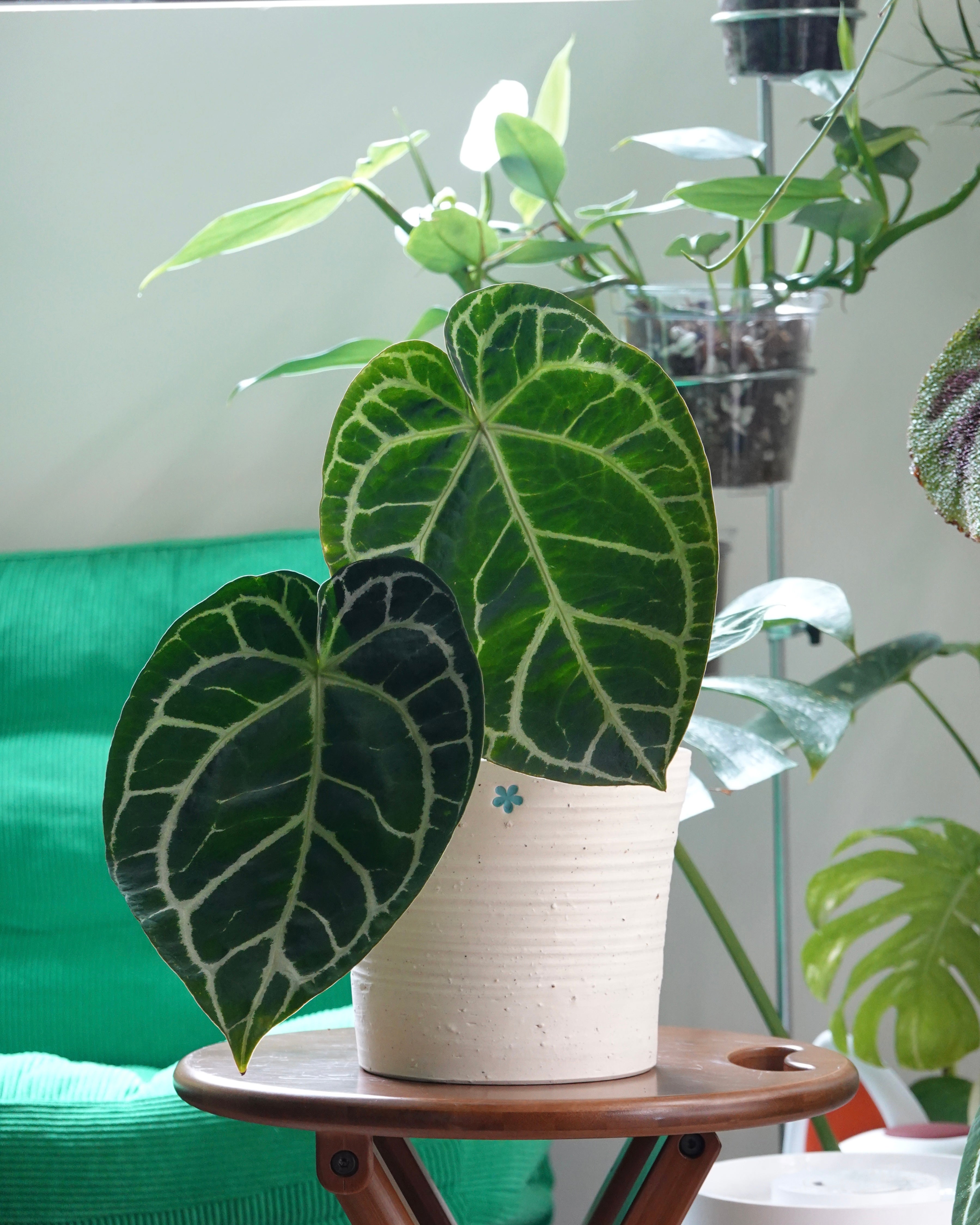 黑水晶花燭 Anthurium Crystallinum ‘Dark Form'