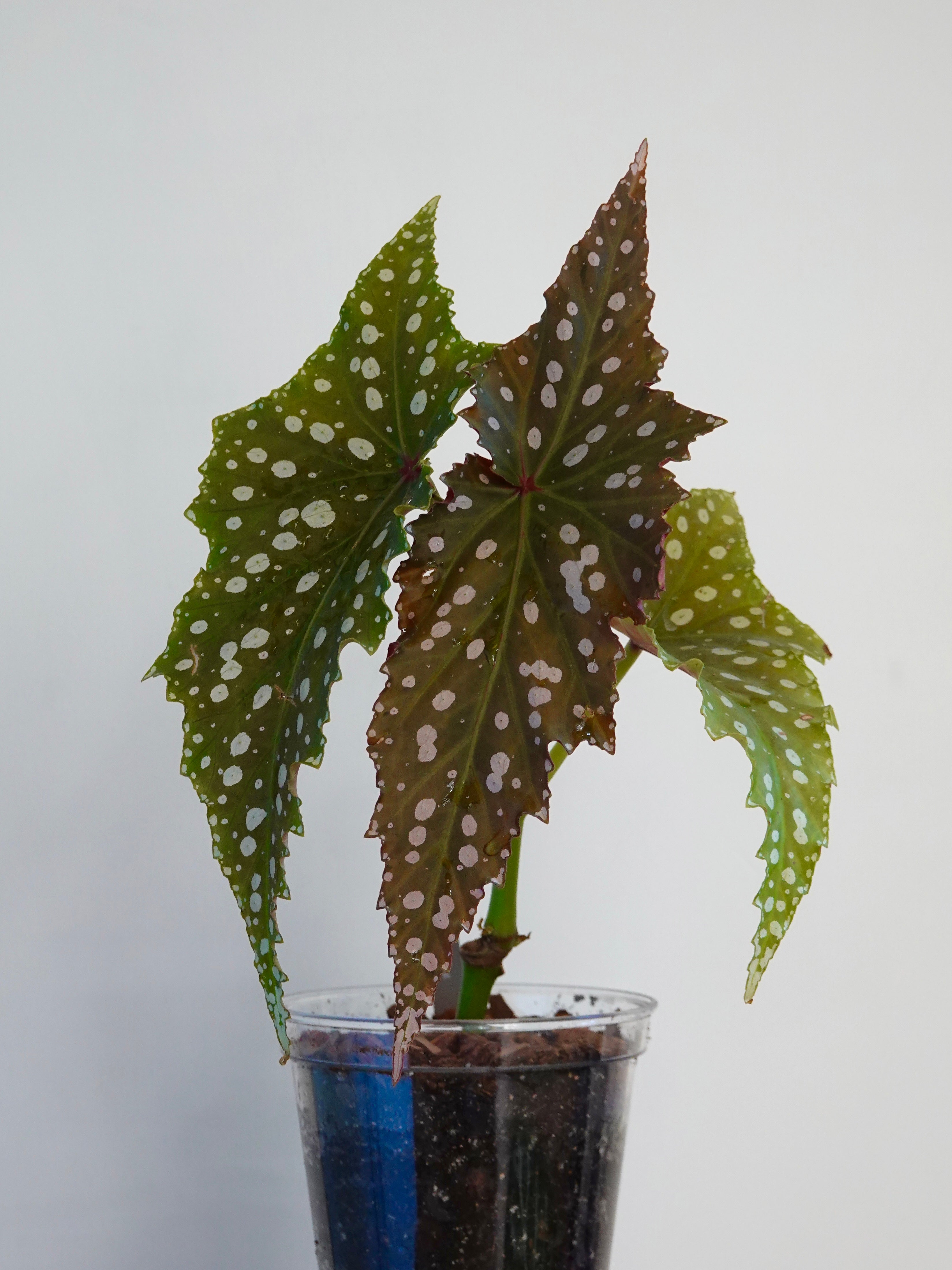Begonia Chocolate Cone