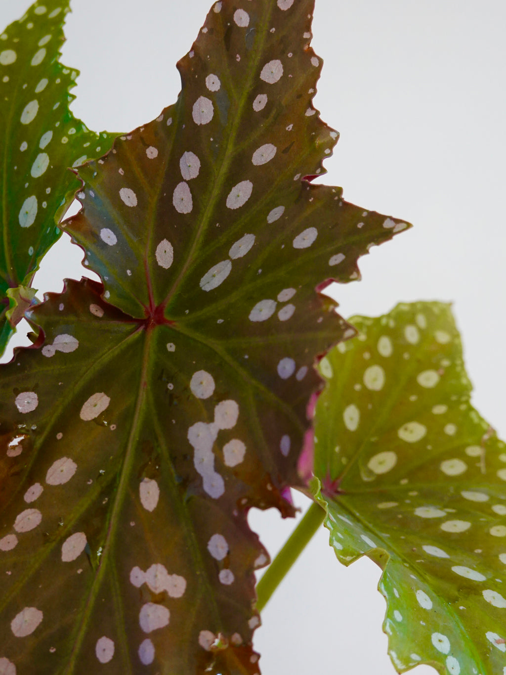 Begonia Chocolate Cone