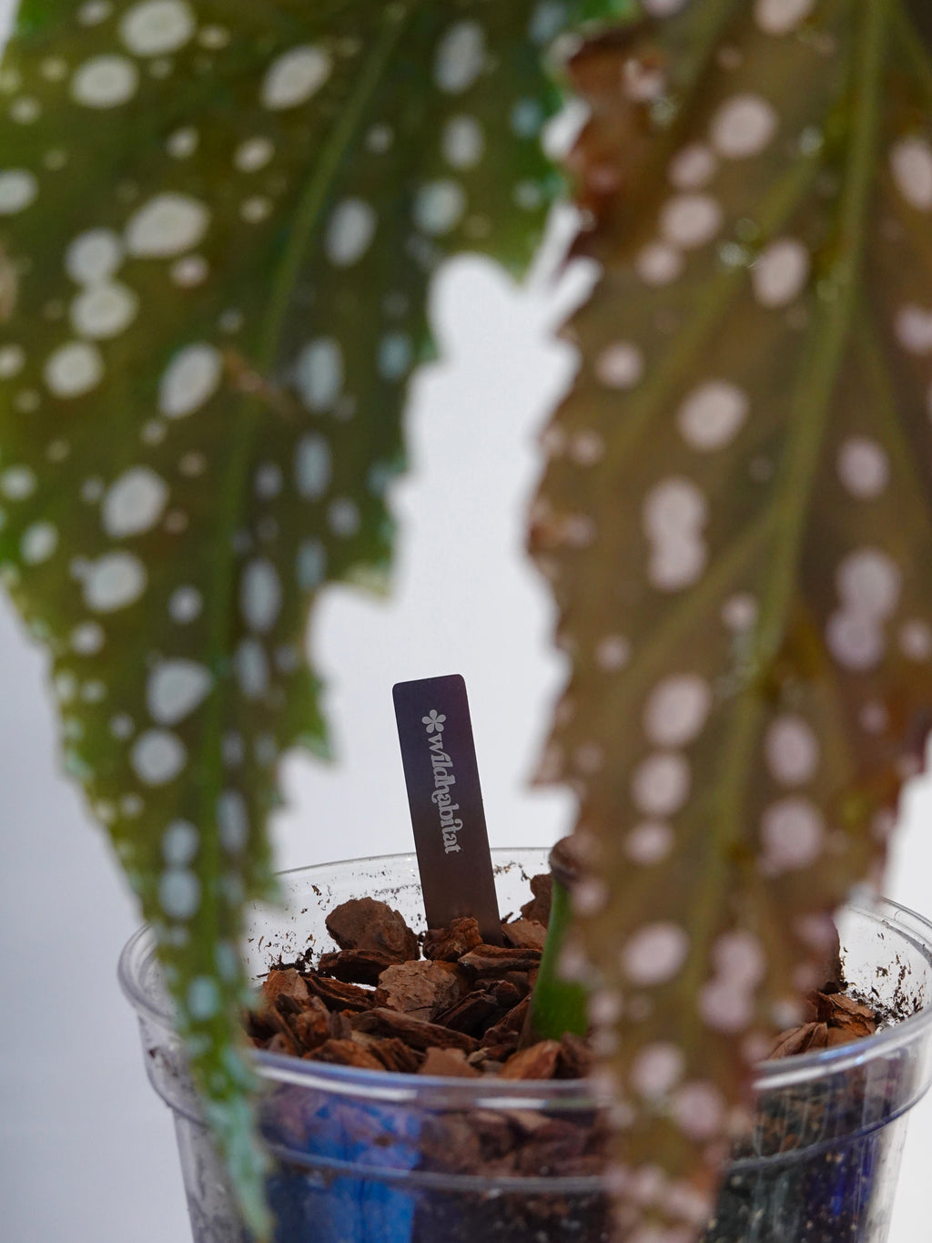 Begonia Chocolate Cone