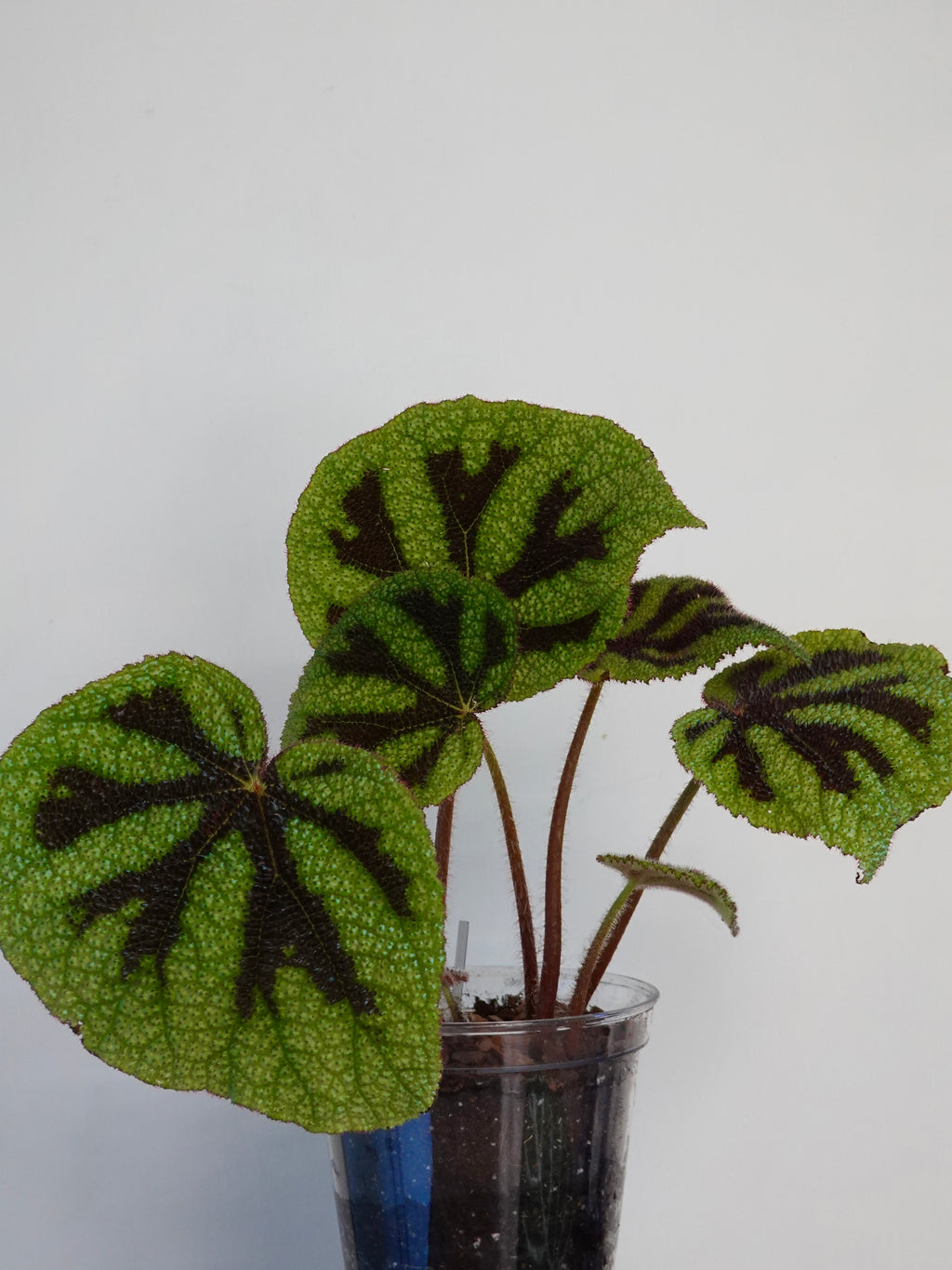 Begonia Masoniana