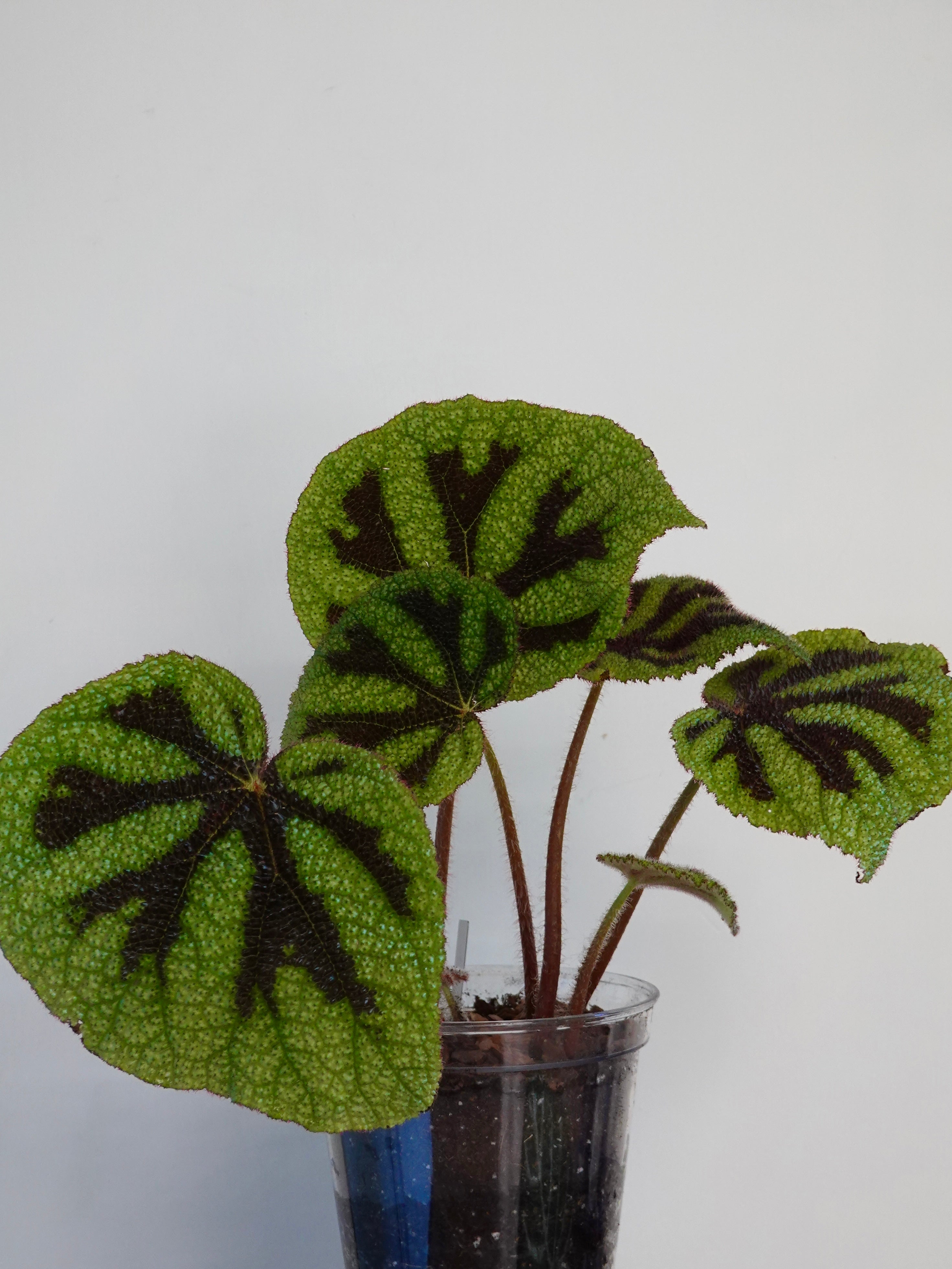 Begonia Masoniana
