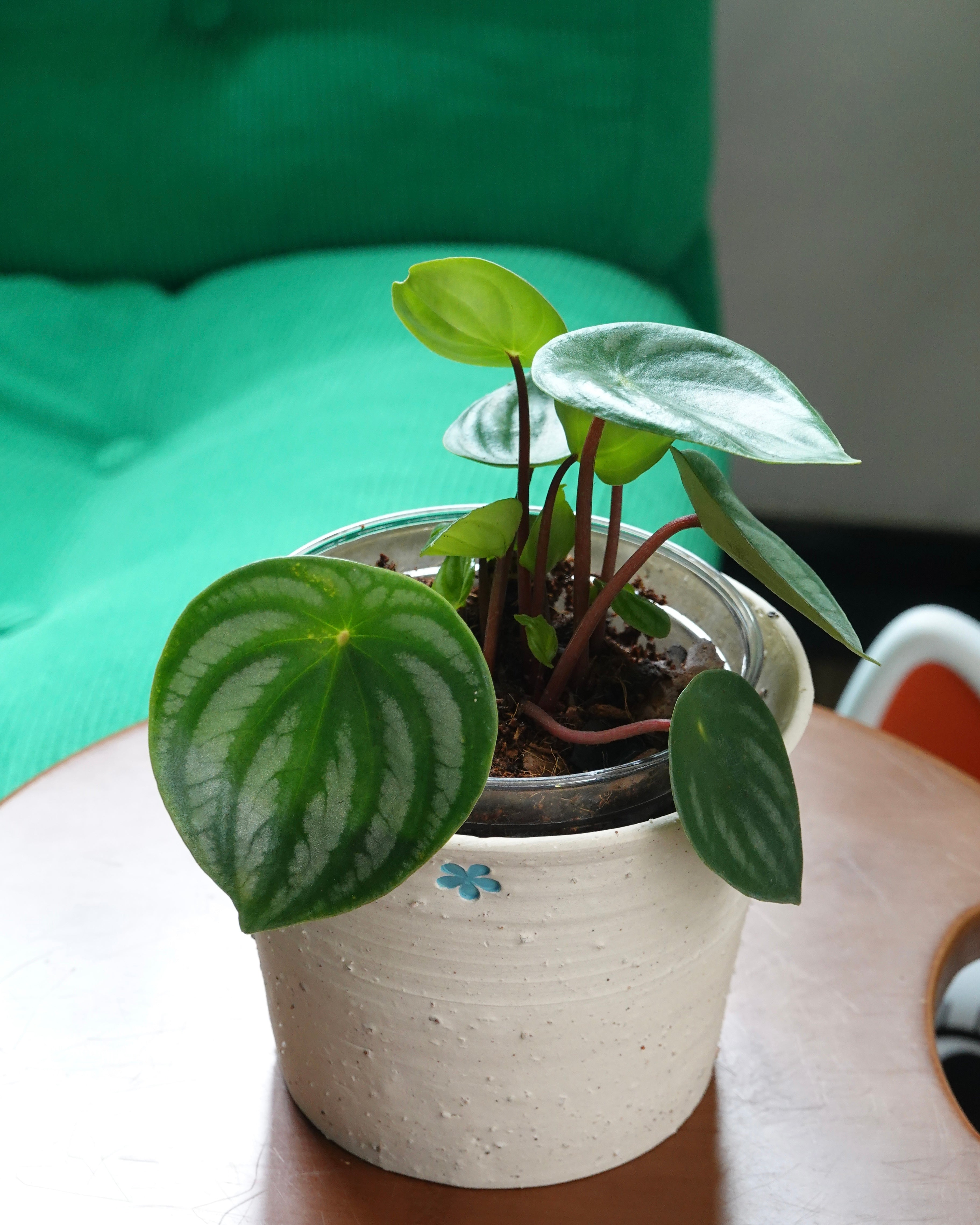 西瓜皮椒草 Peperomia Argyrei