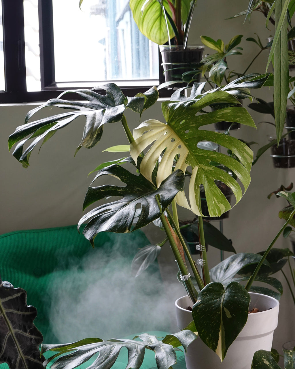 Monstera deliciosa in Hong Kong plant shop 