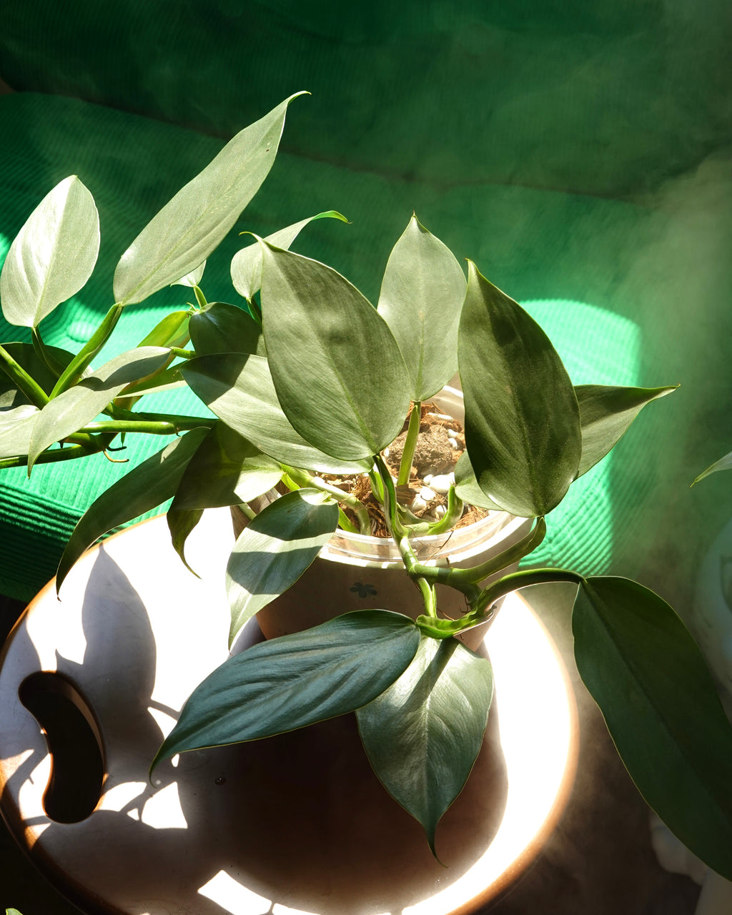 Philodendron Hastatum silver-green foliage close-up