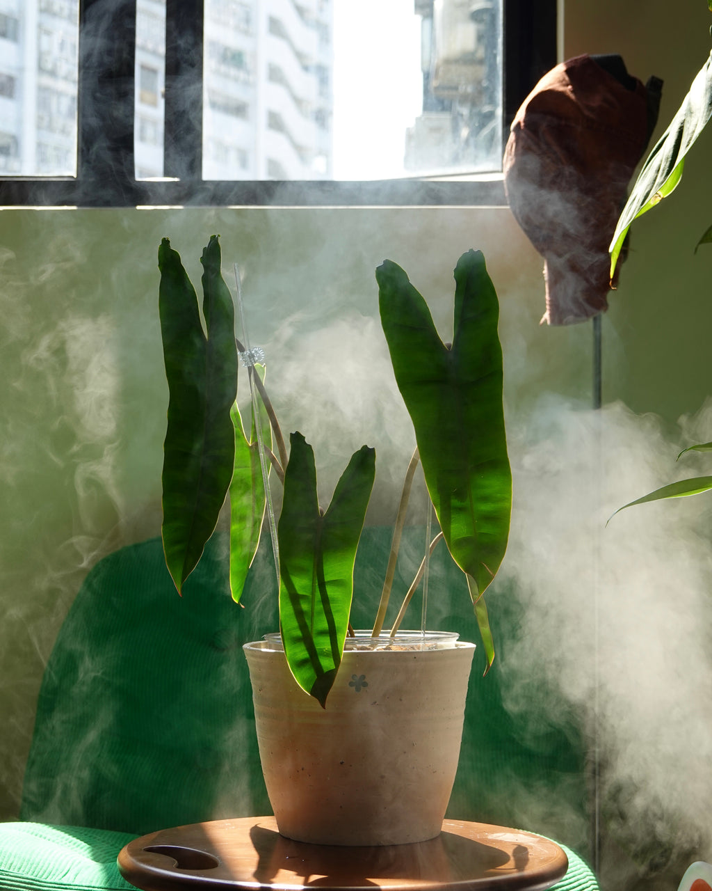 Philodendron Billietiae orange petiole detail