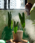 Philodendron Billietiae orange petiole detail