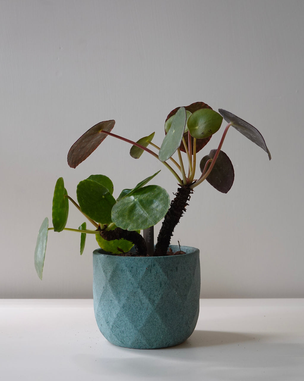 Pilea Peperomioides
