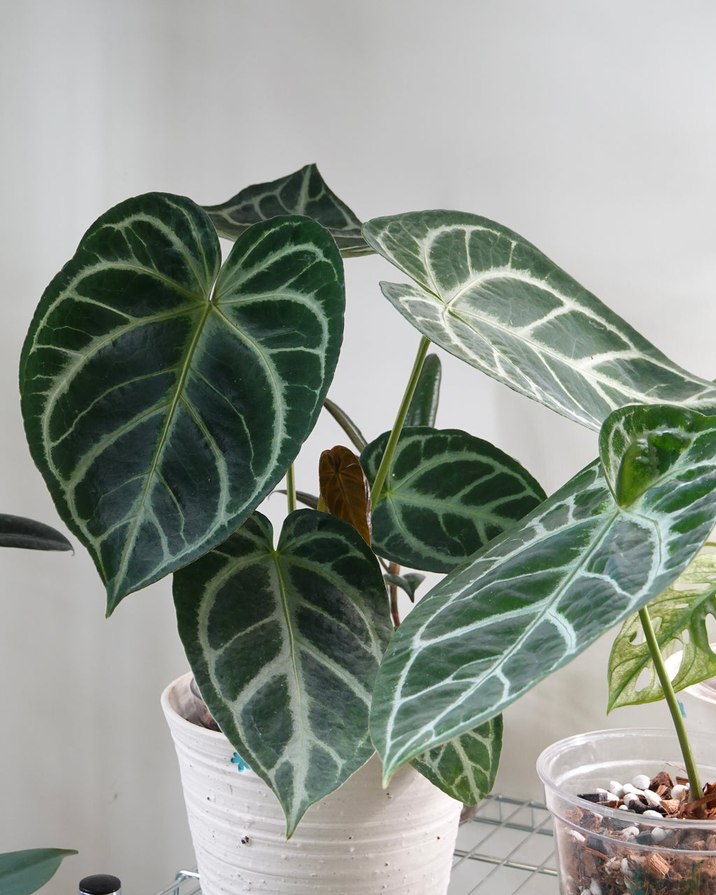 水晶花燭 Anthurium Crystallinum