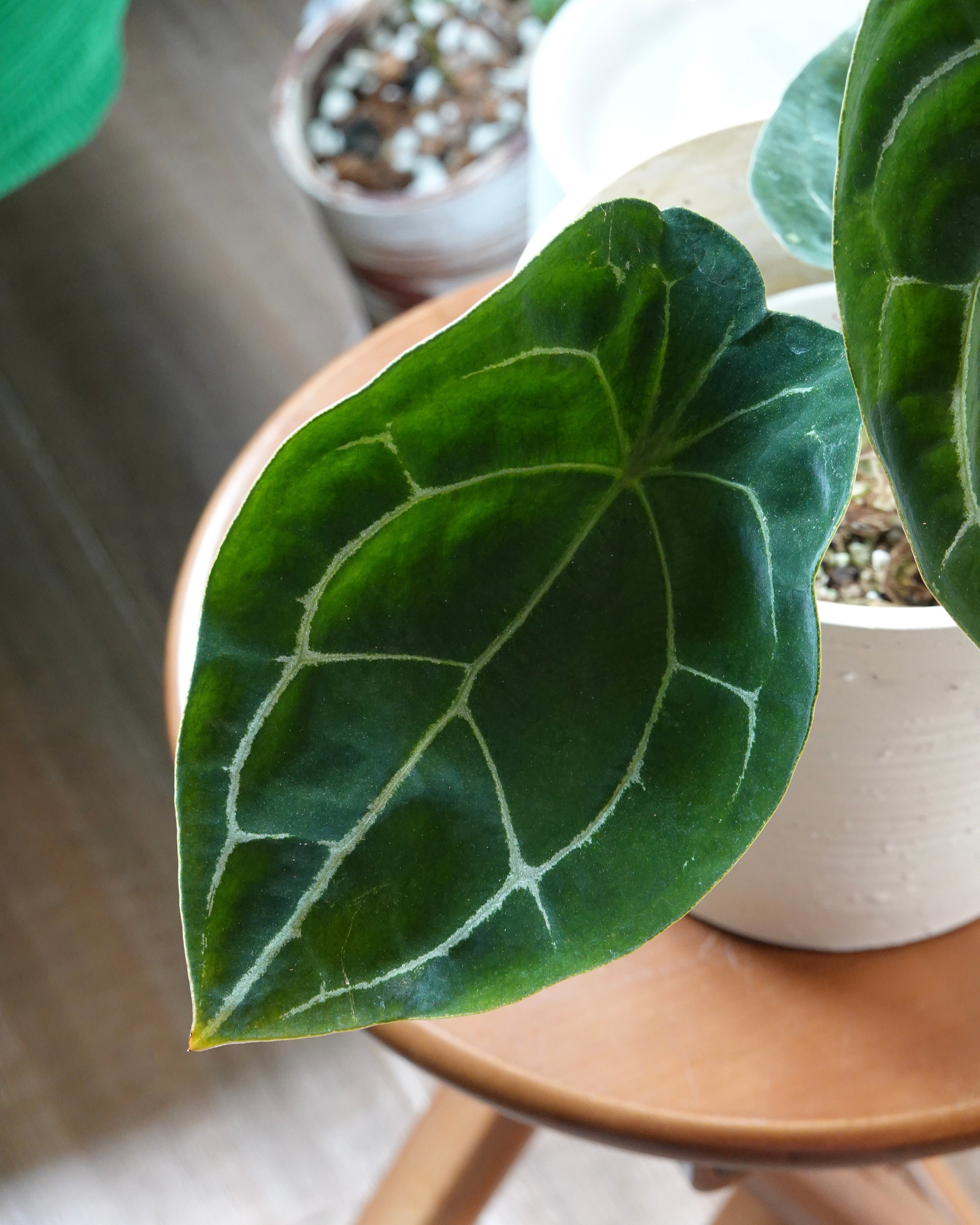 盾葉花燭 Anthurium Forgetii