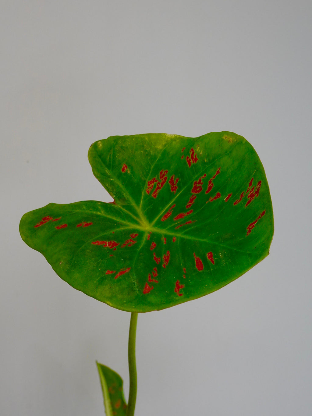 Caladium Bicolor Matcha