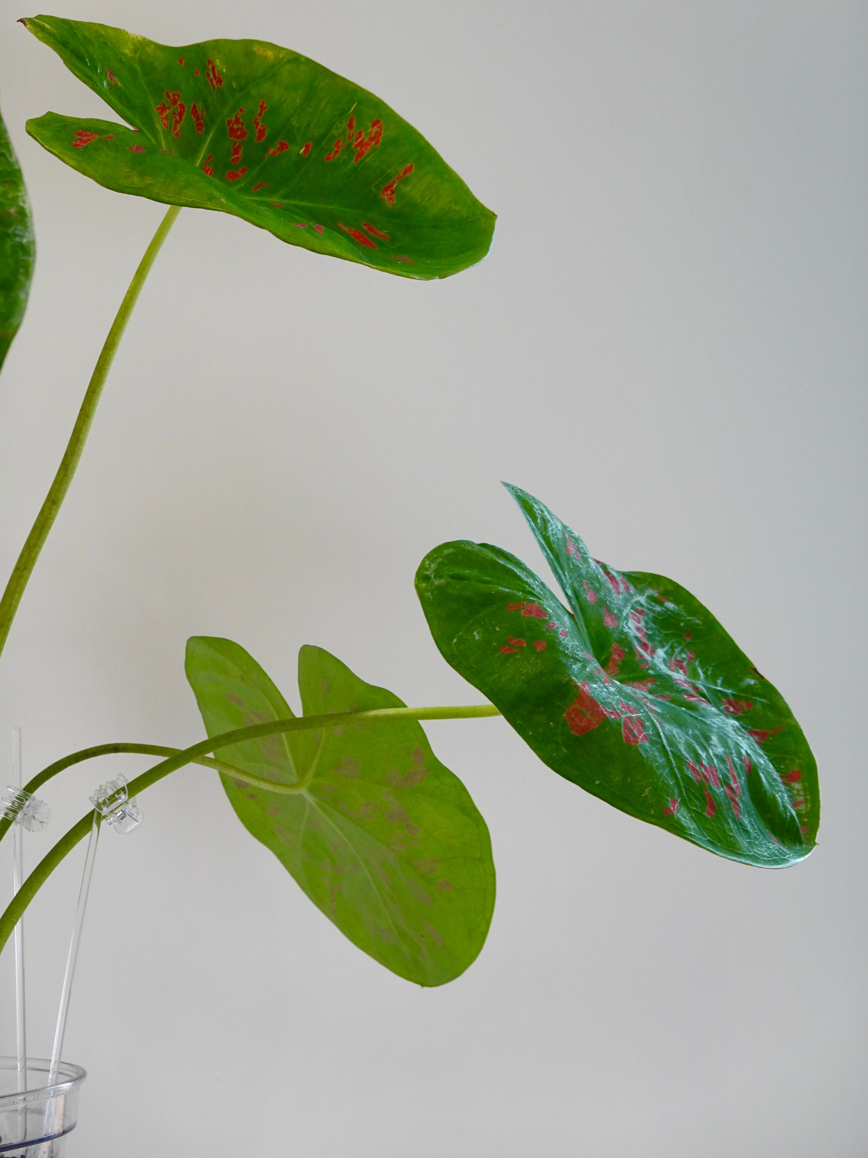 Caladium Bicolor Matcha