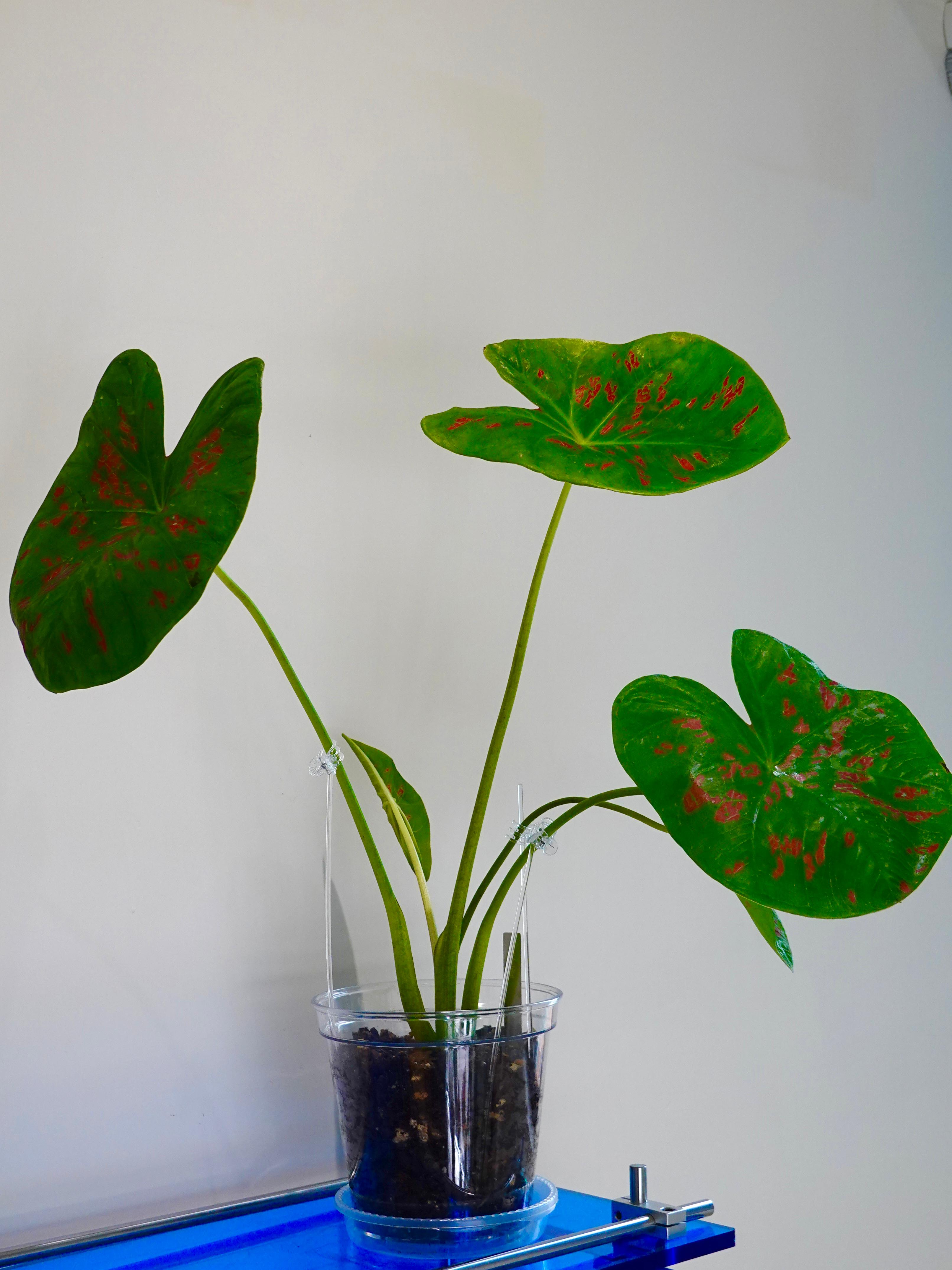 Caladium Bicolor Matcha