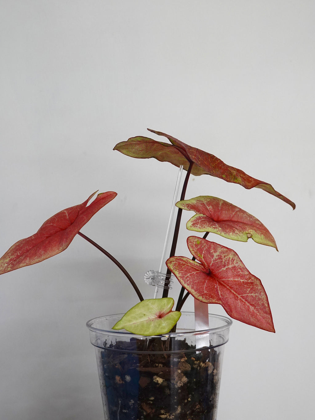 Caladium Bicolor Peach Juice