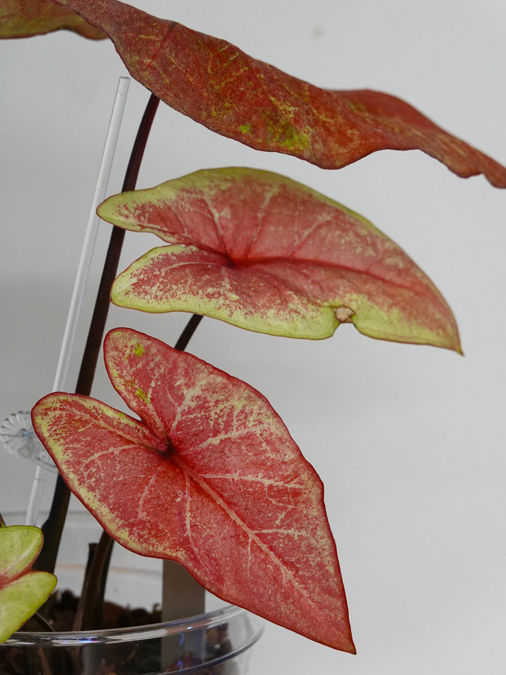 Caladium Bicolor Peach Juice