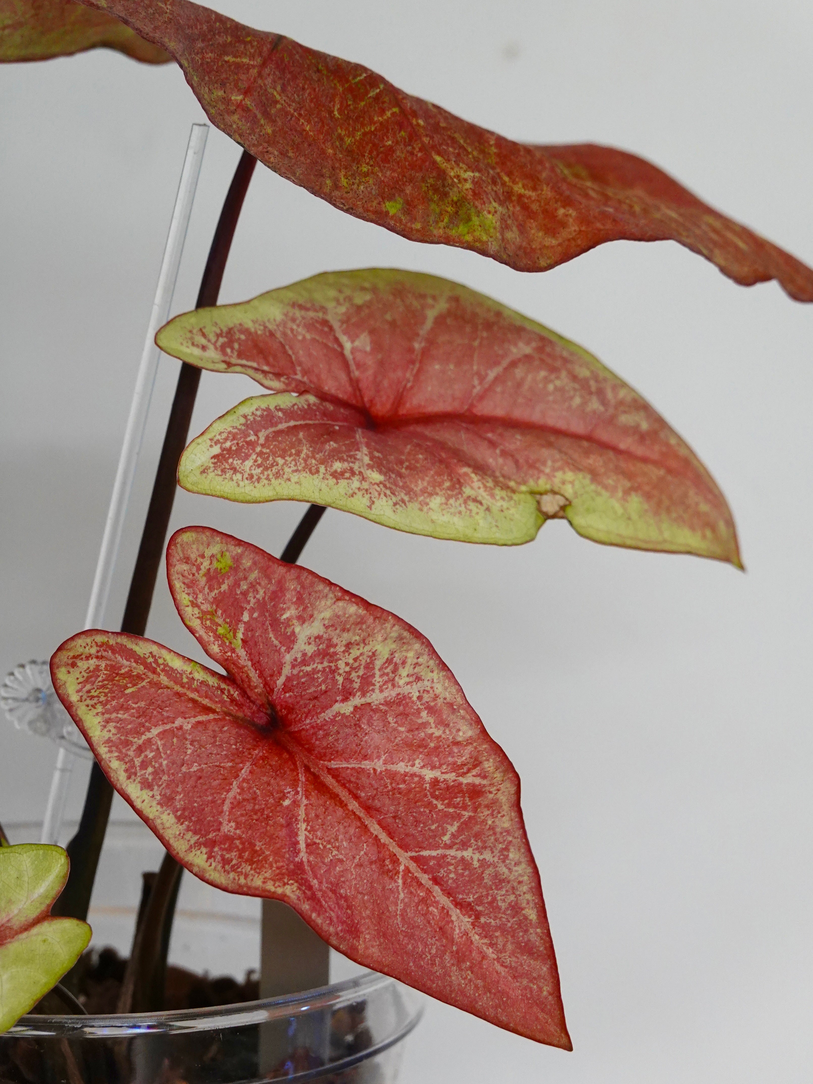 Caladium Bicolor Peach Juice
