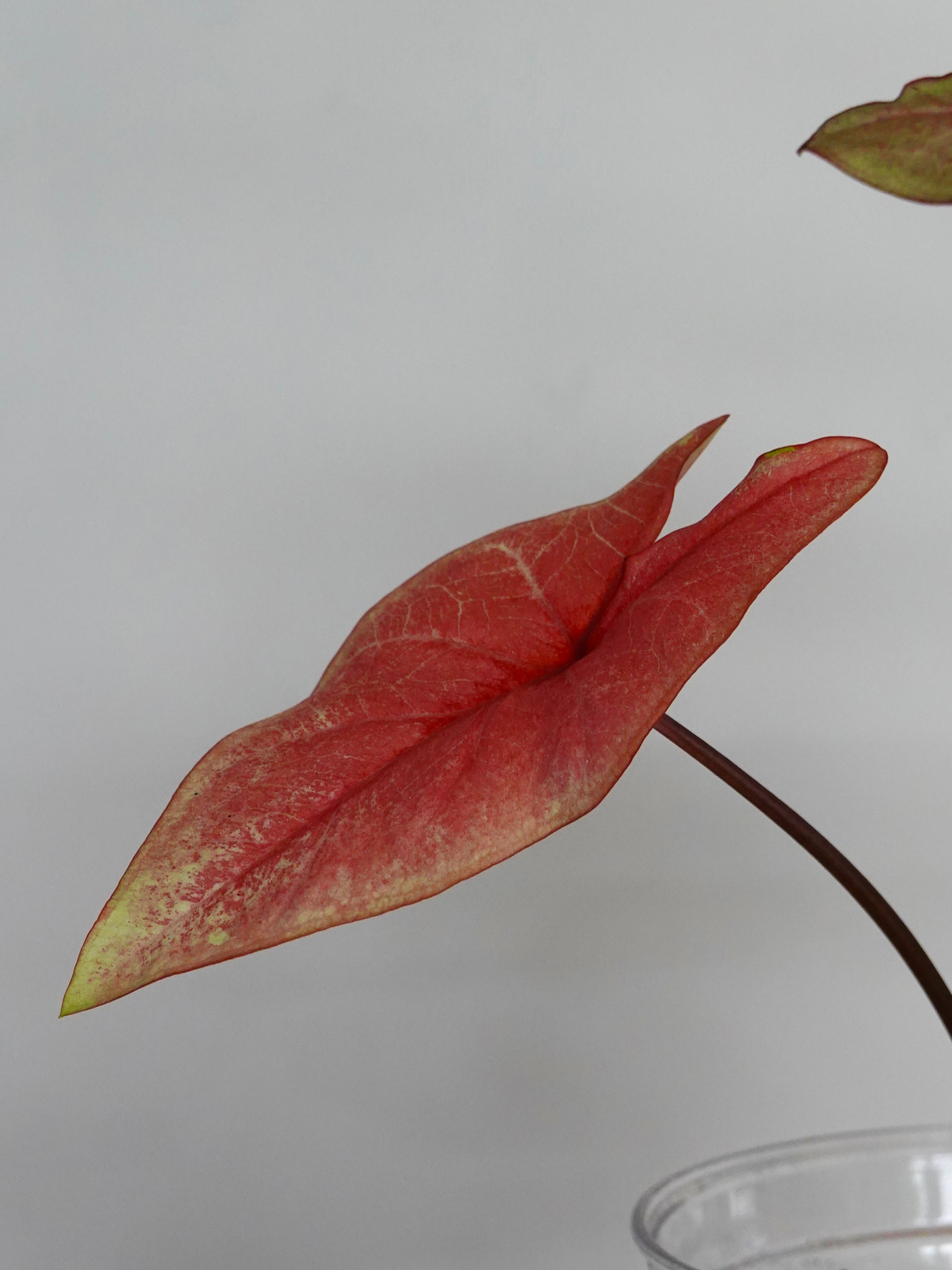Caladium Bicolor Peach Juice