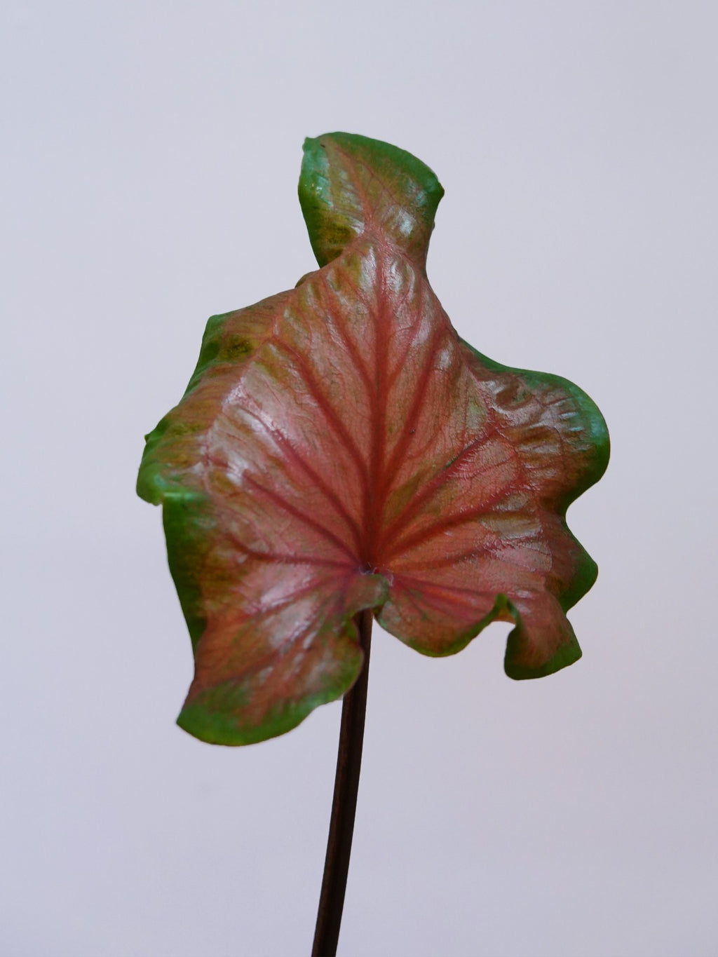 Caladium Bicolor Rosemary