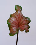 Caladium Bicolor Rosemary