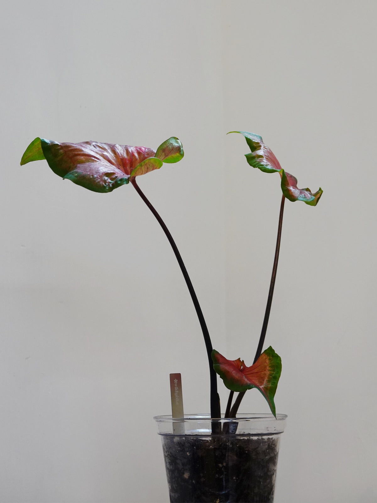 Caladium Bicolor Rosemary