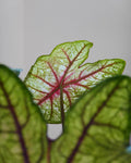 Caladium Bicolor White Queen