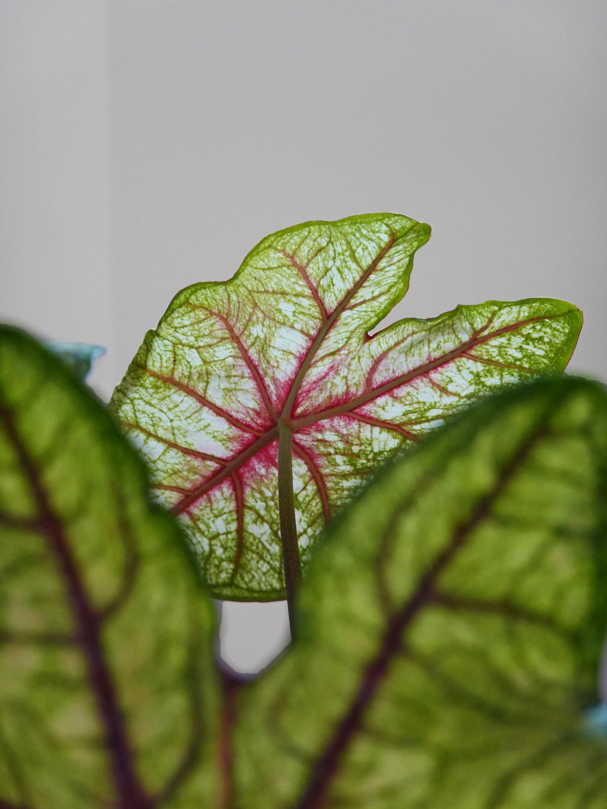 Caladium Bicolor White Queen